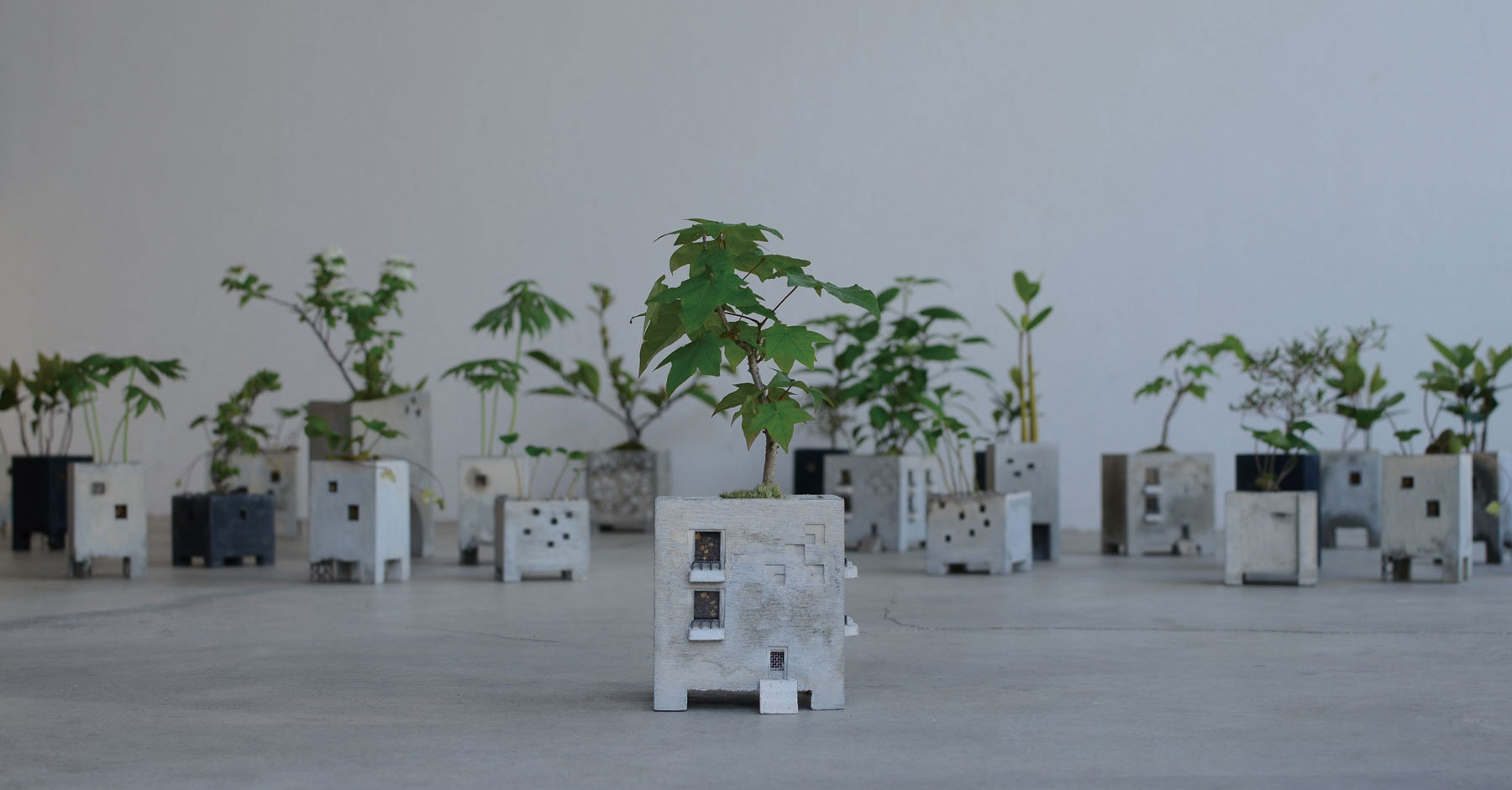 植物が植わったマンションプランターの写真です。背景にもたくさんプランターが並んでいます。