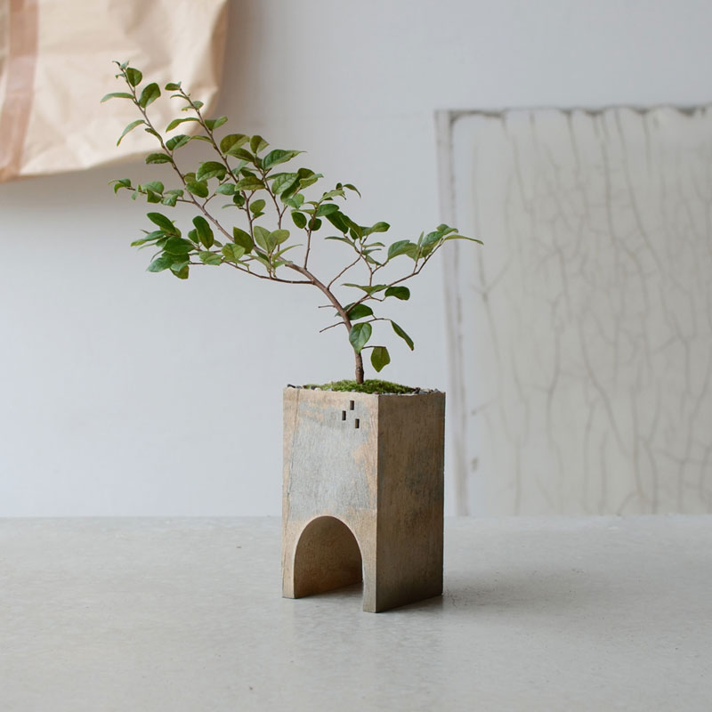 トキワマンサク