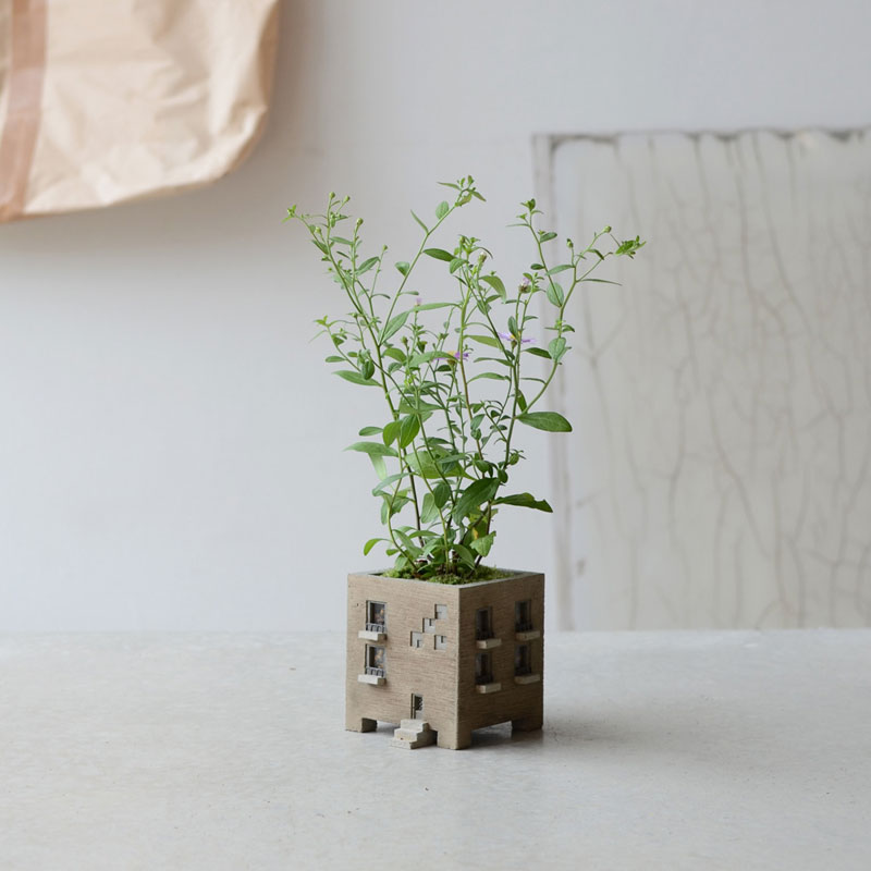 サキガケノコンギク