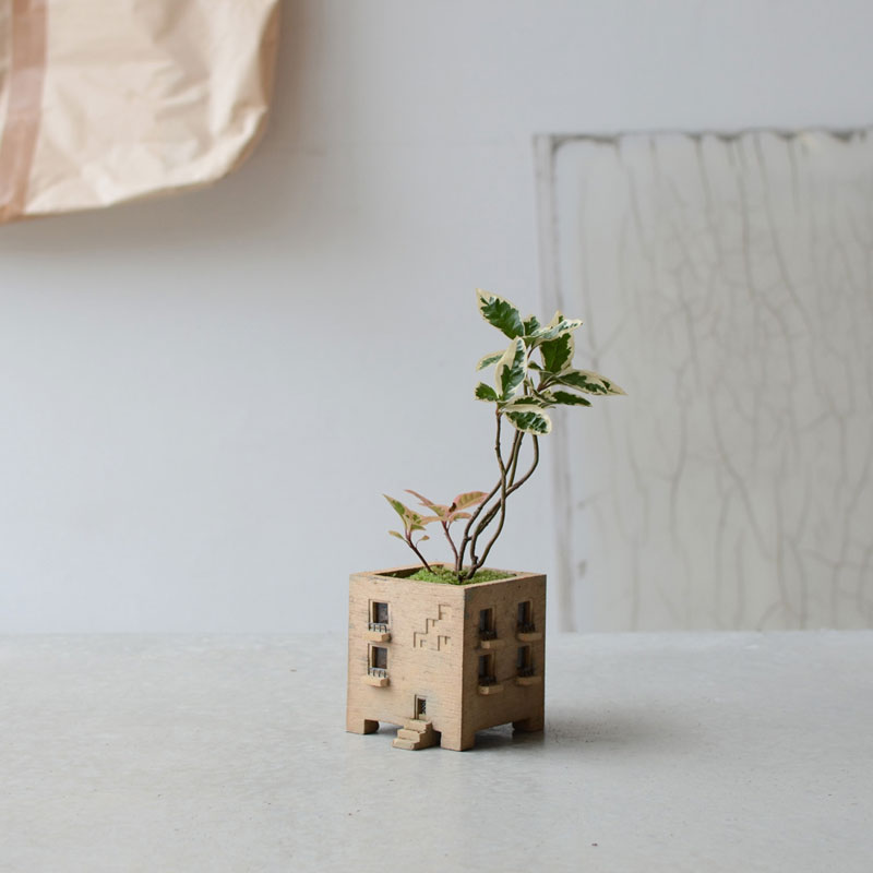 斑入ヤブコウジ（白王冠）