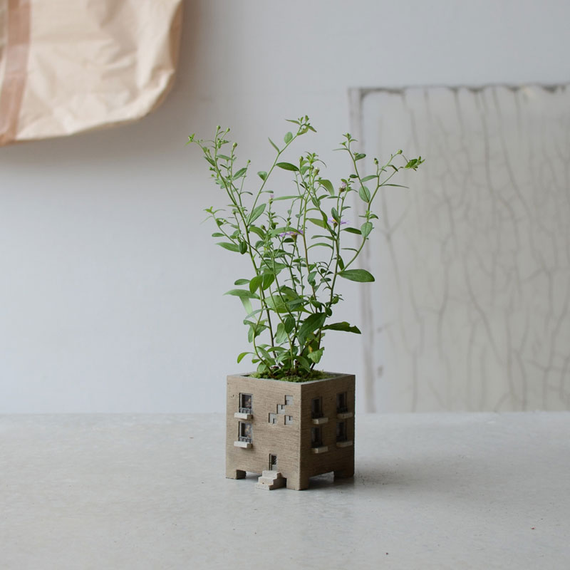 サキガケノコンギク