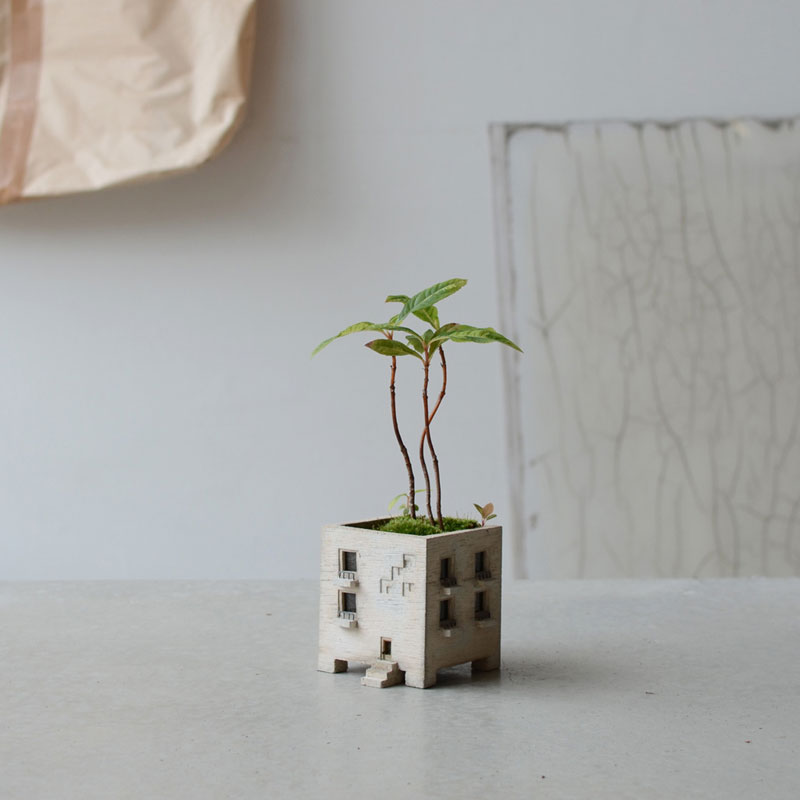 斑入ヤブコウジ（白王冠）