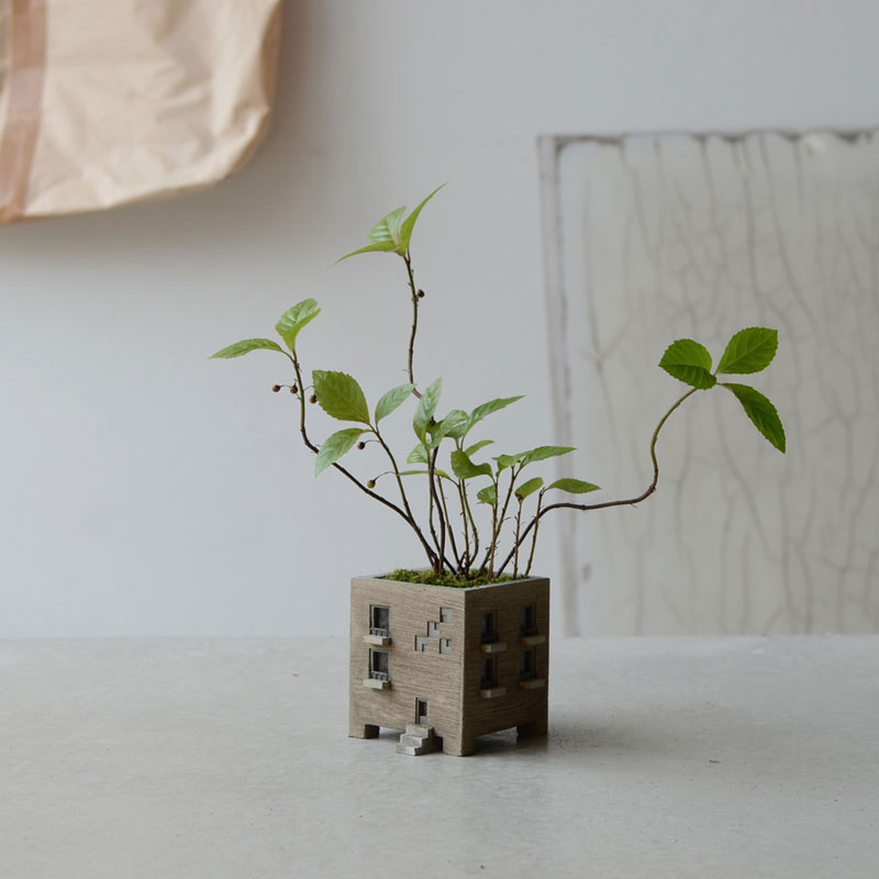 西洋ヤブコウジ