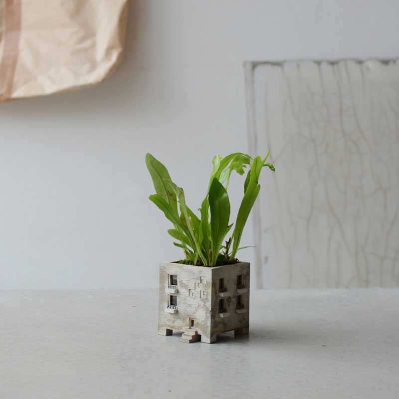 ミクロソリウム（スコロペンドリウム）