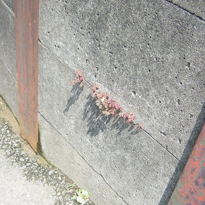 雑草のイメージ